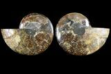 Cut & Polished Ammonite Fossil - Crystal Chambers #85221-1
